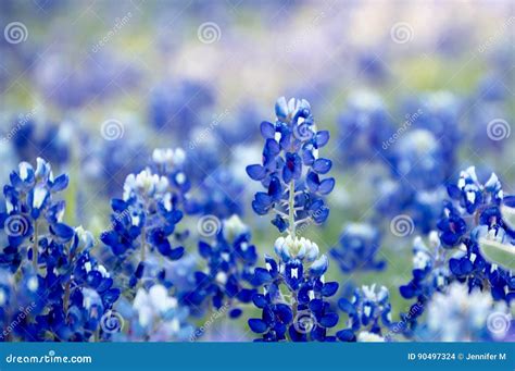 Beautiful bluebonnet field stock photo. Image of field - 90497324