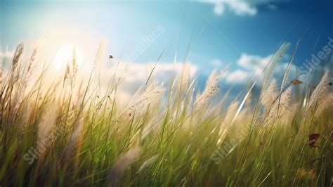 Grass Clear Sky Powerpoint Background For Free Download - Slidesdocs