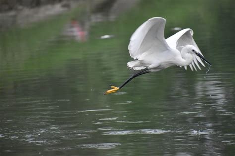 White Crane Spiritual Meaning and Symbolism (13 Omens)