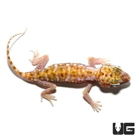 Egyptian Sand Geckos (Stenodactylus petrii) For Sale - Underground Reptiles