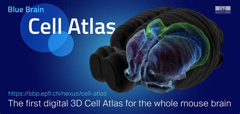 Blue Brain Project releases first-ever digital 3D brain cell atlas ...