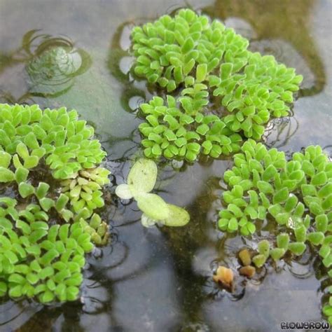 Azolla pinnata - Alchetron, The Free Social Encyclopedia