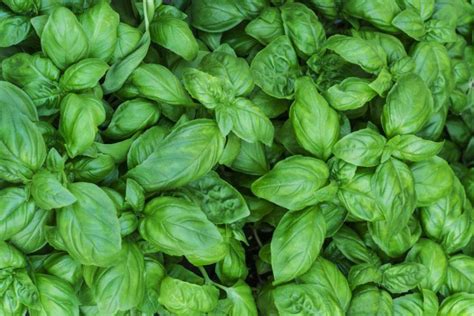 8 astuces pour récolter et conserver le basilic - Mon Jardin & ma maison | Growing basil ...