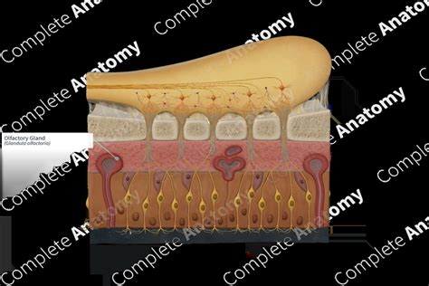 Olfactory Gland | Complete Anatomy