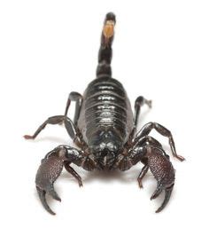 57 Emperor Scorpion - Project ideas | scorpion, emperor, arachnids