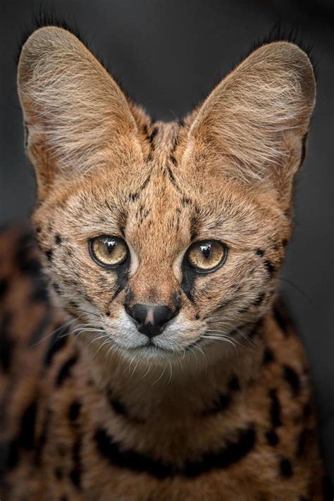 Portrait of Serval 13941005 Stock Photo at Vecteezy