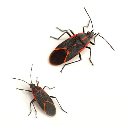 Boxelder Bug: Control, Facts, Prevention | Bain Pest Control Service