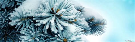 Snowy pine tree in winter HD wallpaper download