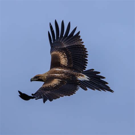 Wedge-tailed Eagle Photograph by Sandy Eveleigh