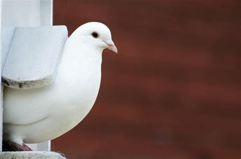 White Dove Free Stock Photo - Public Domain Pictures