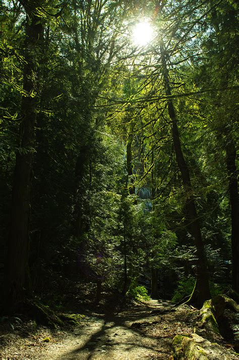 Sunny Forest Photograph by Marketa Kostrova