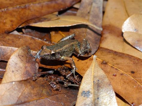 Greenhouse Frog, Audubon LA Nature Center, Orleans | Amphibians and ...