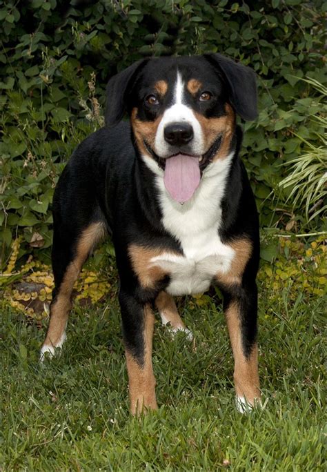 Entlebucher Mountain Dog - Puppies, Rescue, Pictures, Information ...