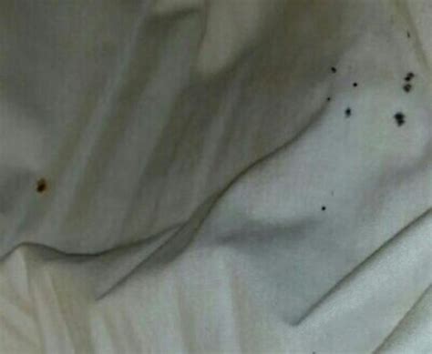 Bed Bug Feces Pictures | BangDodo