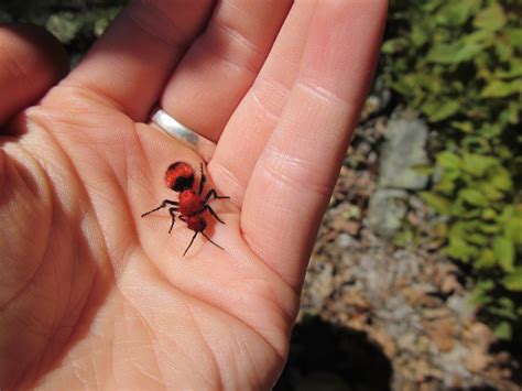 Red Velvet Ant (GTM Research Reserve Arthropod Guide) · iNaturalist