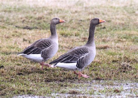 Ray Colliers Country Diary - Greylag Geese - Wilderness Cottages Wilderness Cottages