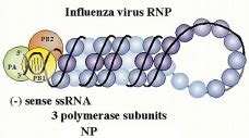 Orthomyxoviridae - Virology