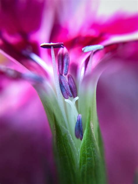 9 Tips For Beautiful Flower Macro Photography On iPhone