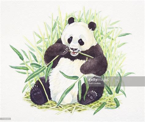 Stock Illustration : Sitting Giant Panda, Ailuropoda melanoleuca ...