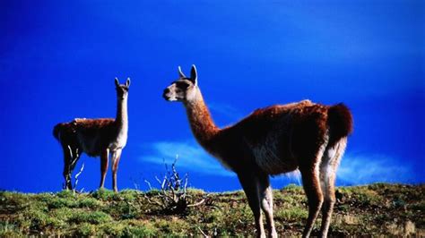 BBC - Travel - Wildlife spotting in Torres del Paine National Park