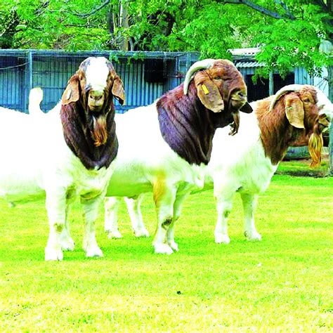 Commercial boer goat farming - The Namibian