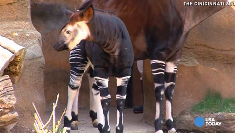 Baby okapi debuts at Cincinnati zoo