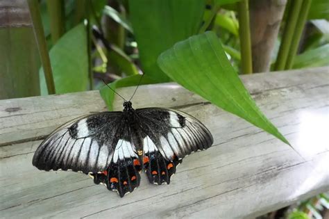 Cairns Skyrail and Train Review | Top Things to Do in Kuranda