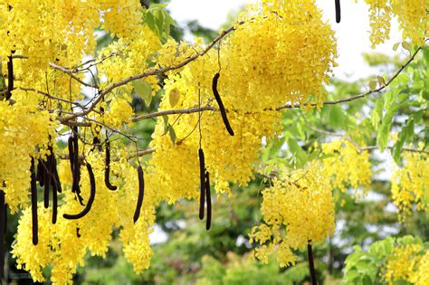 Golden tree (Cassia fistula) | Feedipedia