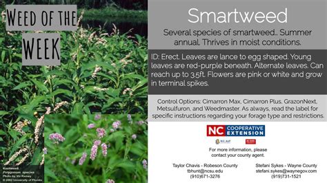 Weed of the Week: Smartweed | N.C. Cooperative Extension