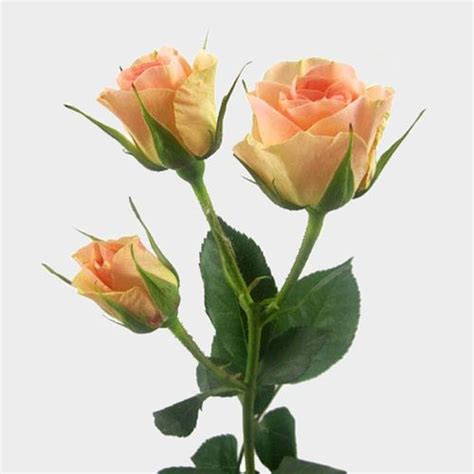 Spray Rose Peach - Wholesale - Blooms By The Box