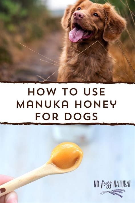 Manuka Honey for Dogs: How to Use It - No Fuss Natural