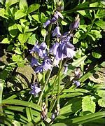 BBC - Essex - Nature - Blooming bluebells