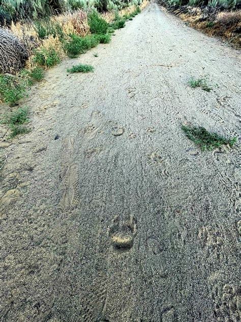 Unidentified tracks - Spotted In North Central WA - What animal are ...