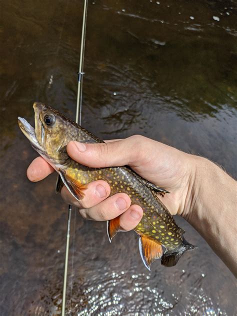 (Native?) Brook trout on the ultralight : r/Fishing