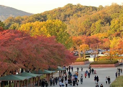 Seoul Grand Park (Gwacheon) - 2020 What to Know Before You Go (with ...