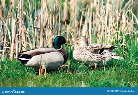 Kissing Ducks Royalty Free Stock Photography - Image: 21275887