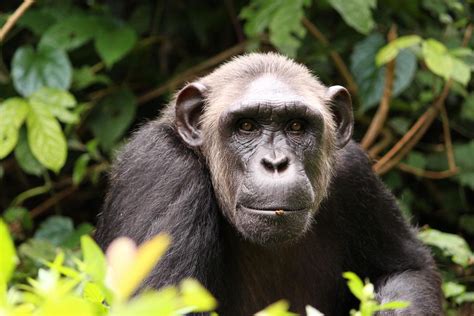 List of Saved Chimpanzees in Africa by Sanaga Yong Chimpanzee Rescue