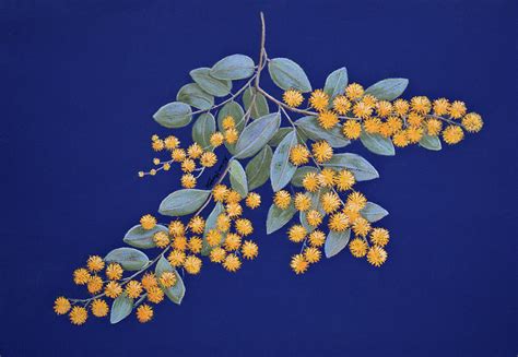 Golden Wattle - Pastel painting Painting by Alison A Murphy | Fine Art America