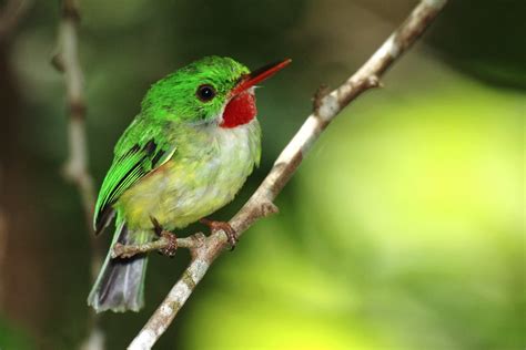 Jamaican Tody | Jamaican Tody, Jamaica Found only in Jamaica… | Flickr