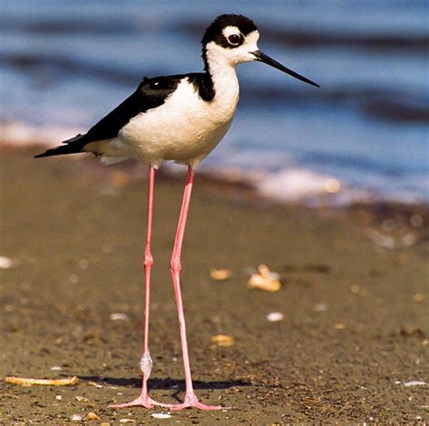 Wild Baby Birds With Long Necks And Long Legs - unique rare bird