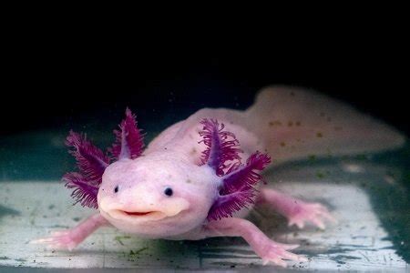 Axolotl Breeding | Fishkeeping World