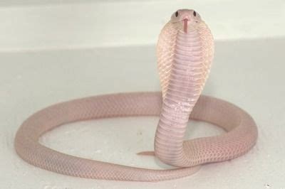 albino king cobra | King cobra, Reptiles and amphibians, Albino