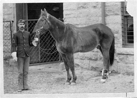 Comanche (horse) - Alchetron, The Free Social Encyclopedia