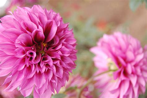 Selective focus photo of pink Dahlia flower HD wallpaper | Wallpaper Flare