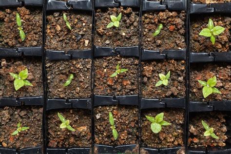 How To Grow Hot Peppers From Seed - PepperScale