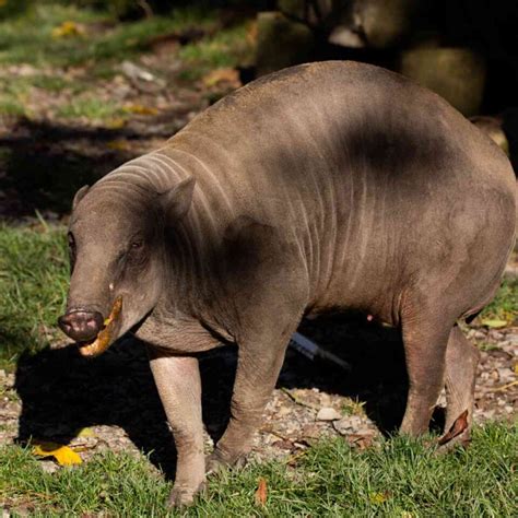 10 Facts About Babirusa You Need to Know - Factopolis