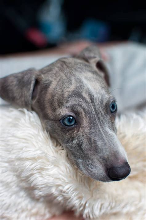 Adorable Whippet Puppy with Beautiful Blue Eyes