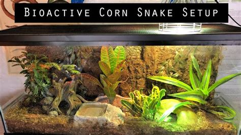 Bioactive Corn Snake Setup | Corn snake, Snake cages, Snake terrarium