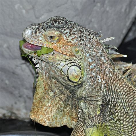 Green Iguana Eating | Flickr - Photo Sharing!