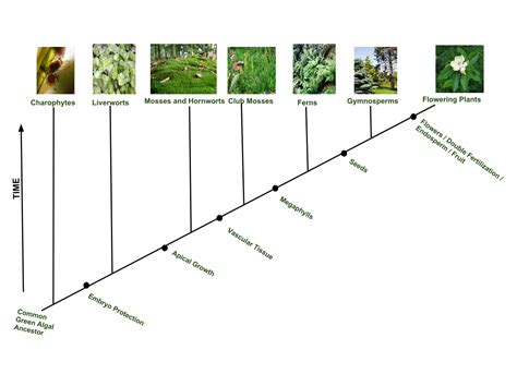 Plant evolution - Wikipedia